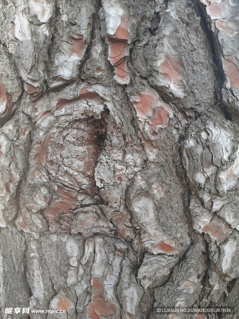 樹皮紋理特寫