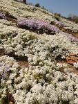 芝櫻花山坡繁花盛放花海