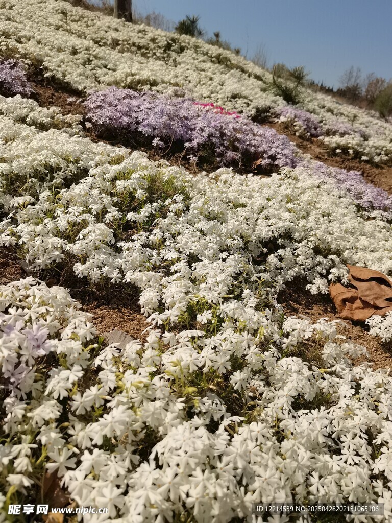 芝櫻花山坡繁花盛放花海