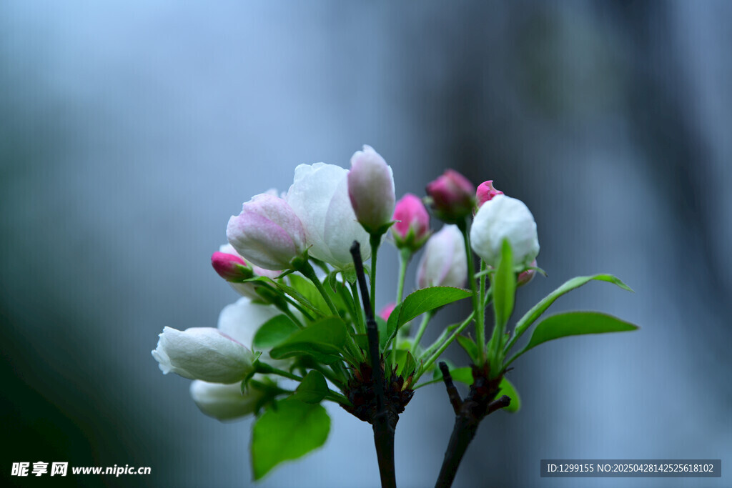 枝頭綻放的粉嫩蘋(píng)果花