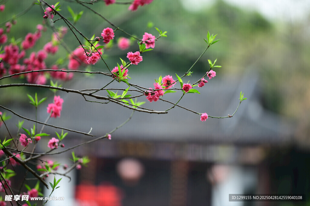 枝頭迎春花映古建