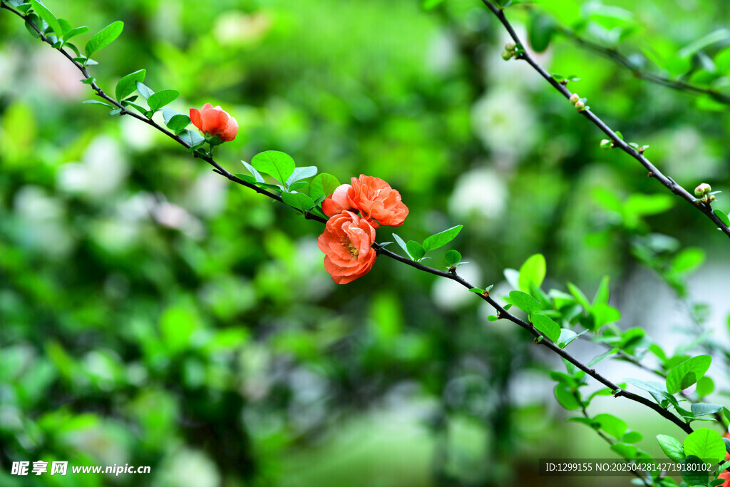 枝頭綻放的鮮艷紅色迎春花