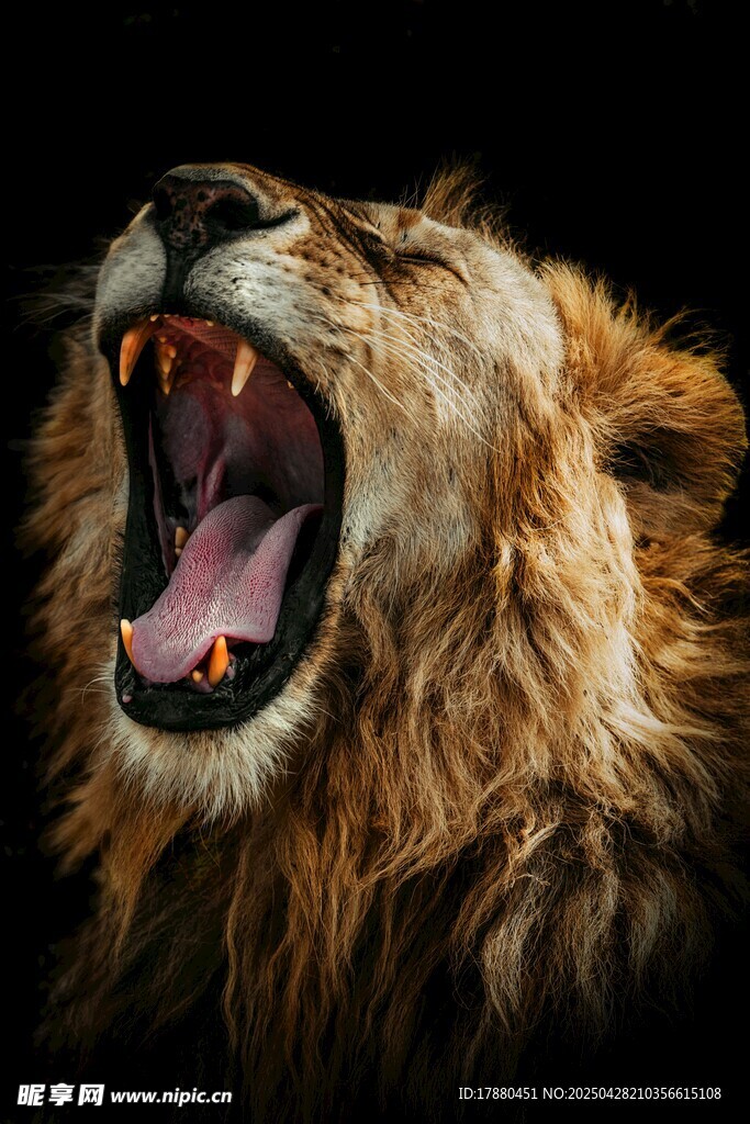 雄獅