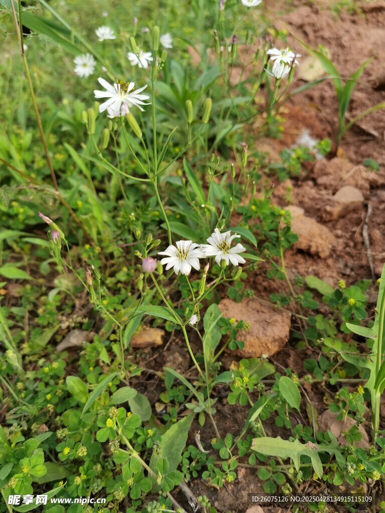 白色小花朵