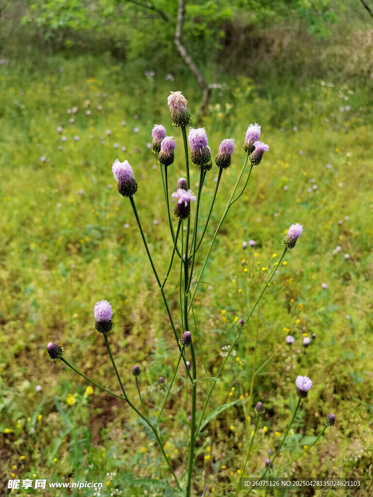 薊花