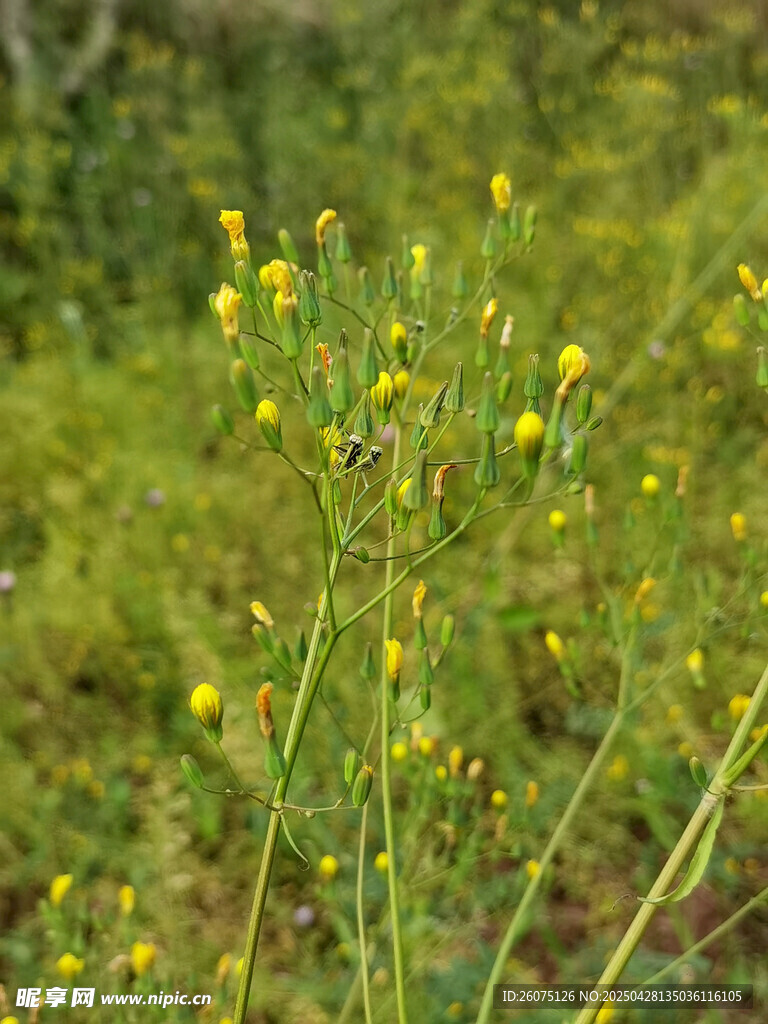 鄉間野花