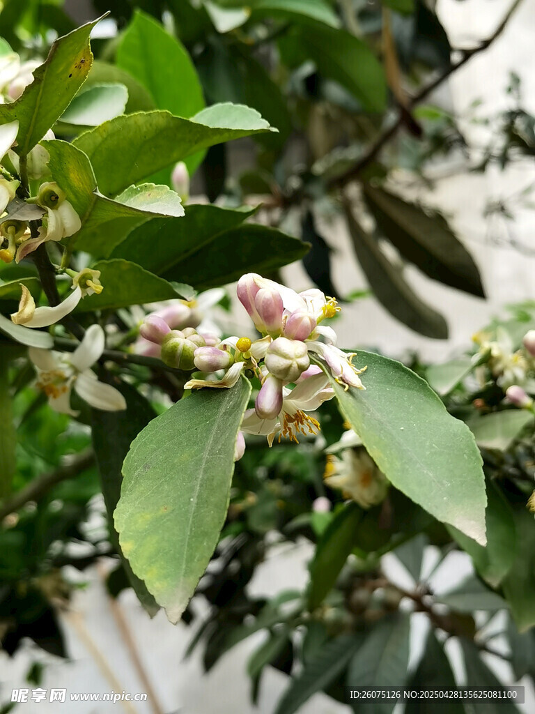 橙子花