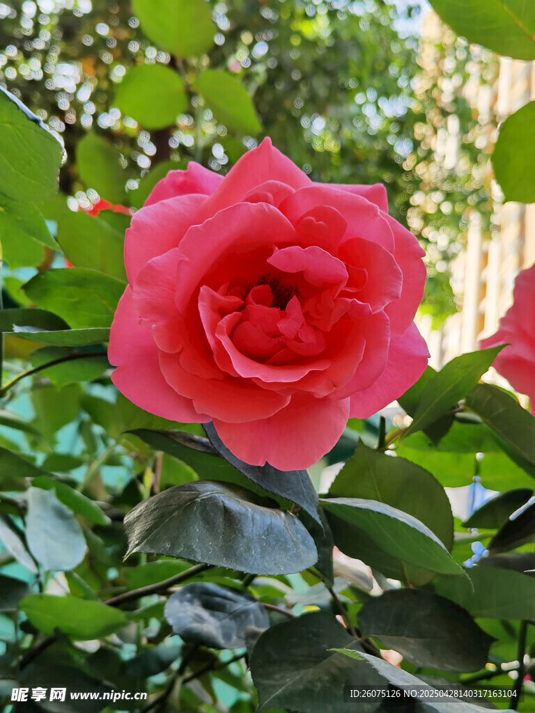 紅色月季
