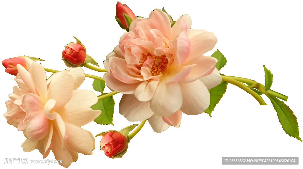 粉色嬌艷月季花
