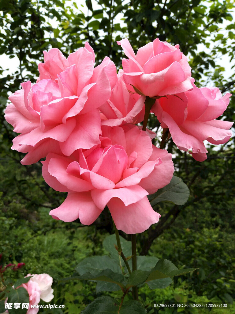 粉色月季花
