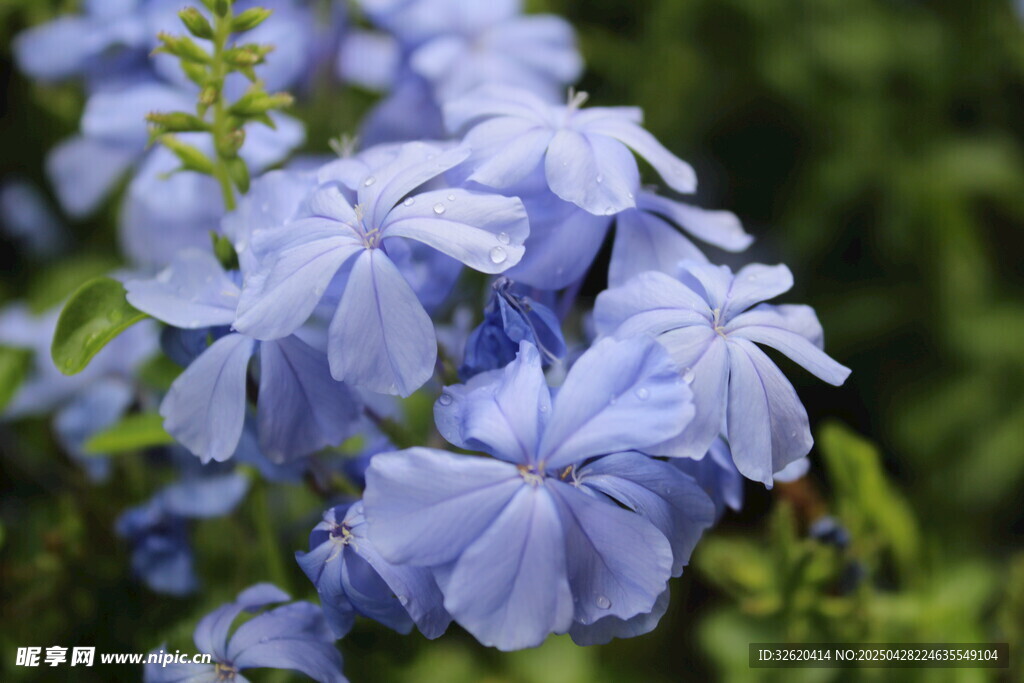 藍花丹
