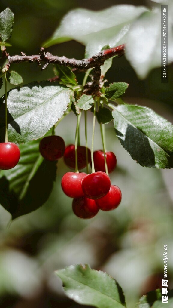 枝頭紅櫻桃