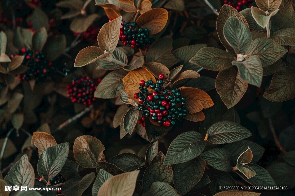 帶紅果的繁茂綠葉植物