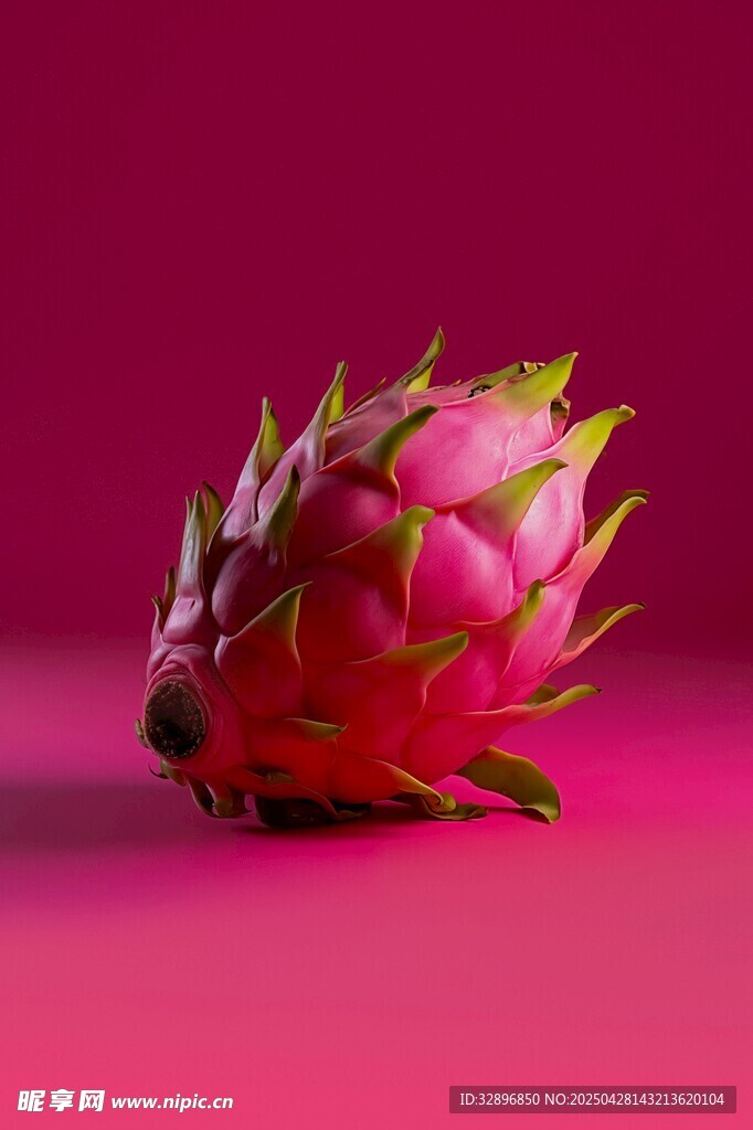 粉紅背景上的鮮艷火龍果