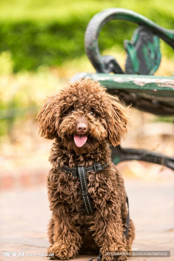 棕色泰迪犬坐在戶外長椅旁