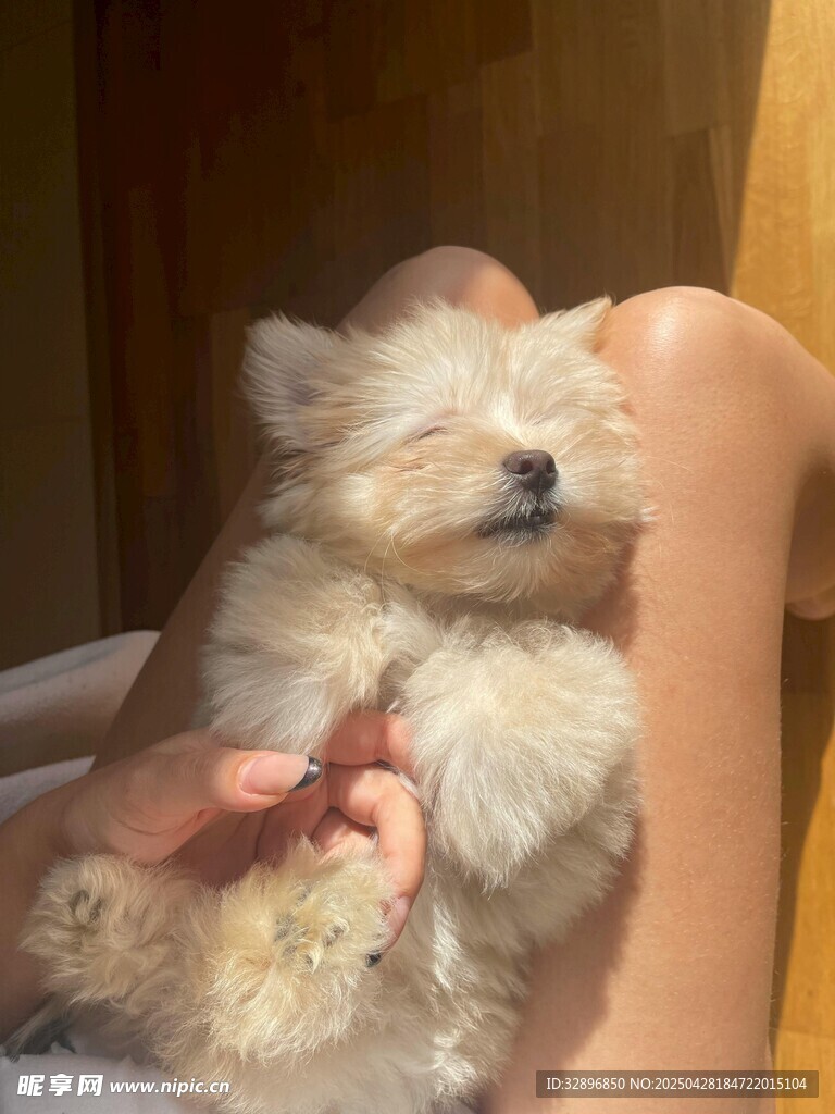 熟睡的可愛小奶狗