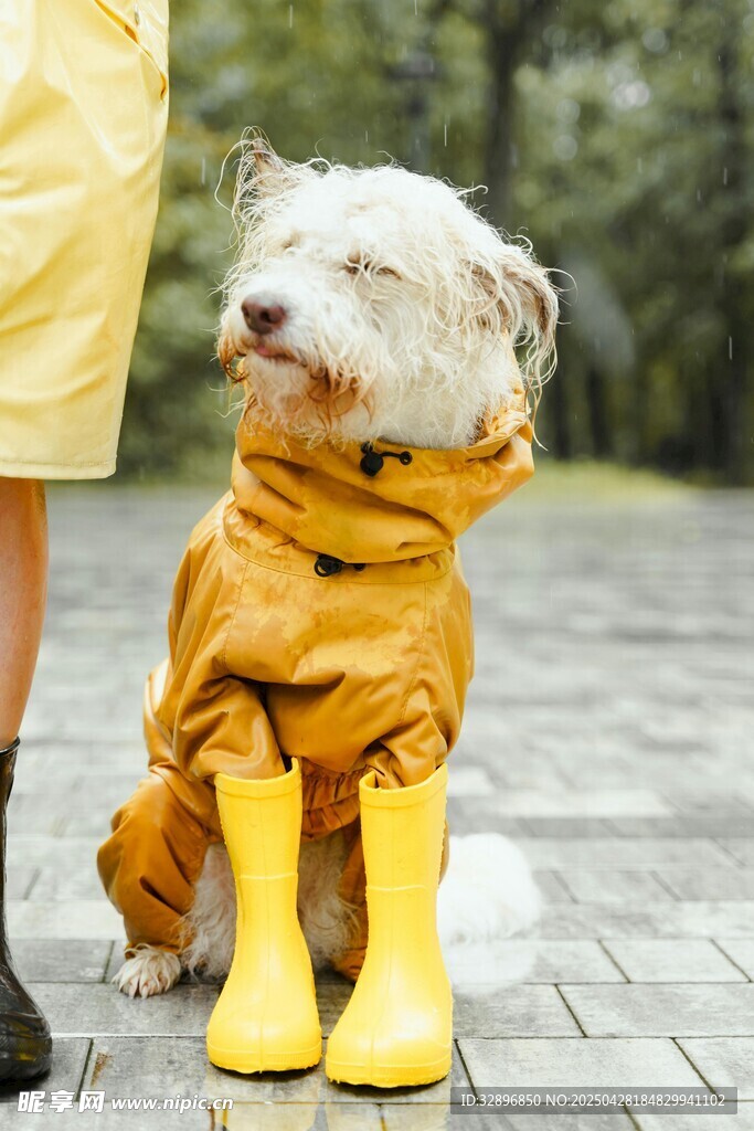 穿雨衣雨靴的可愛狗狗