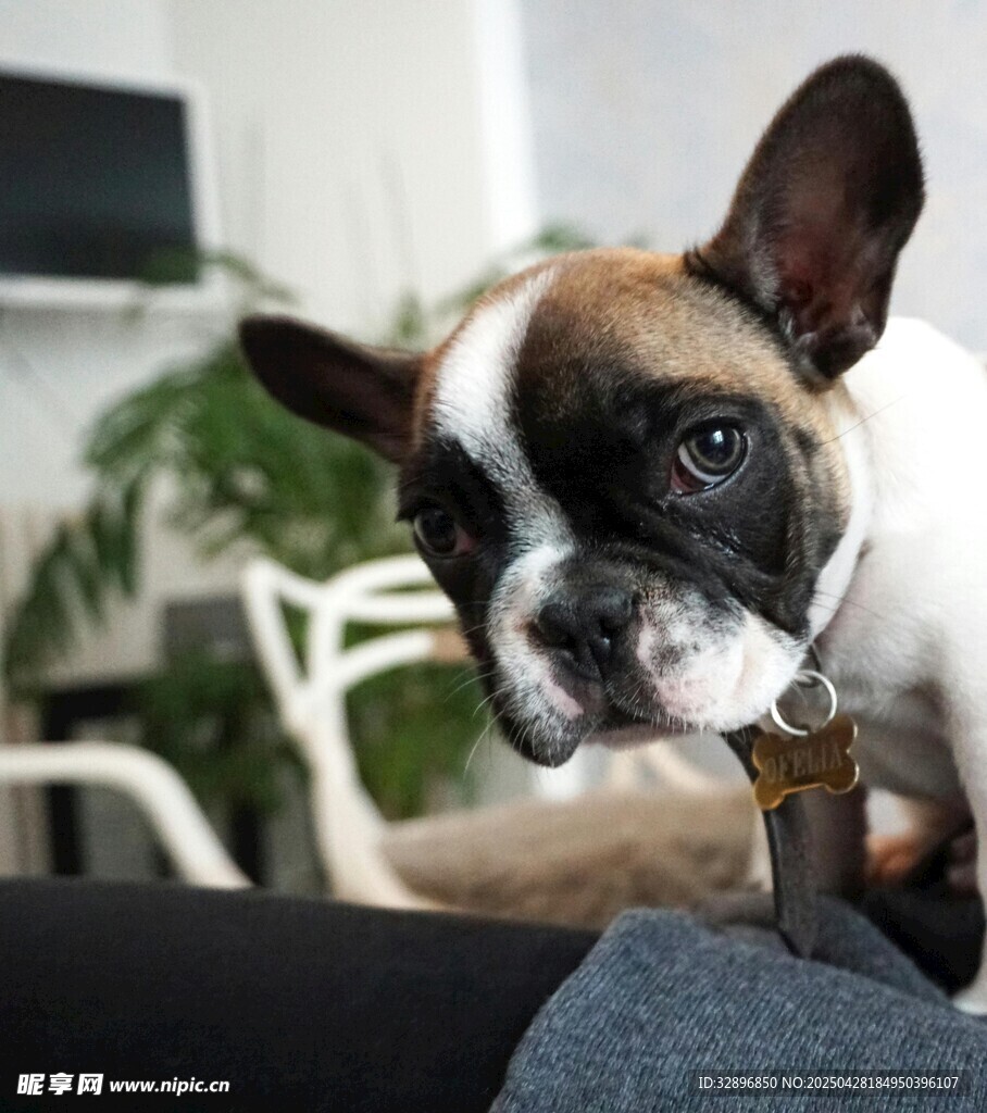 可愛法斗犬的呆萌瞬間