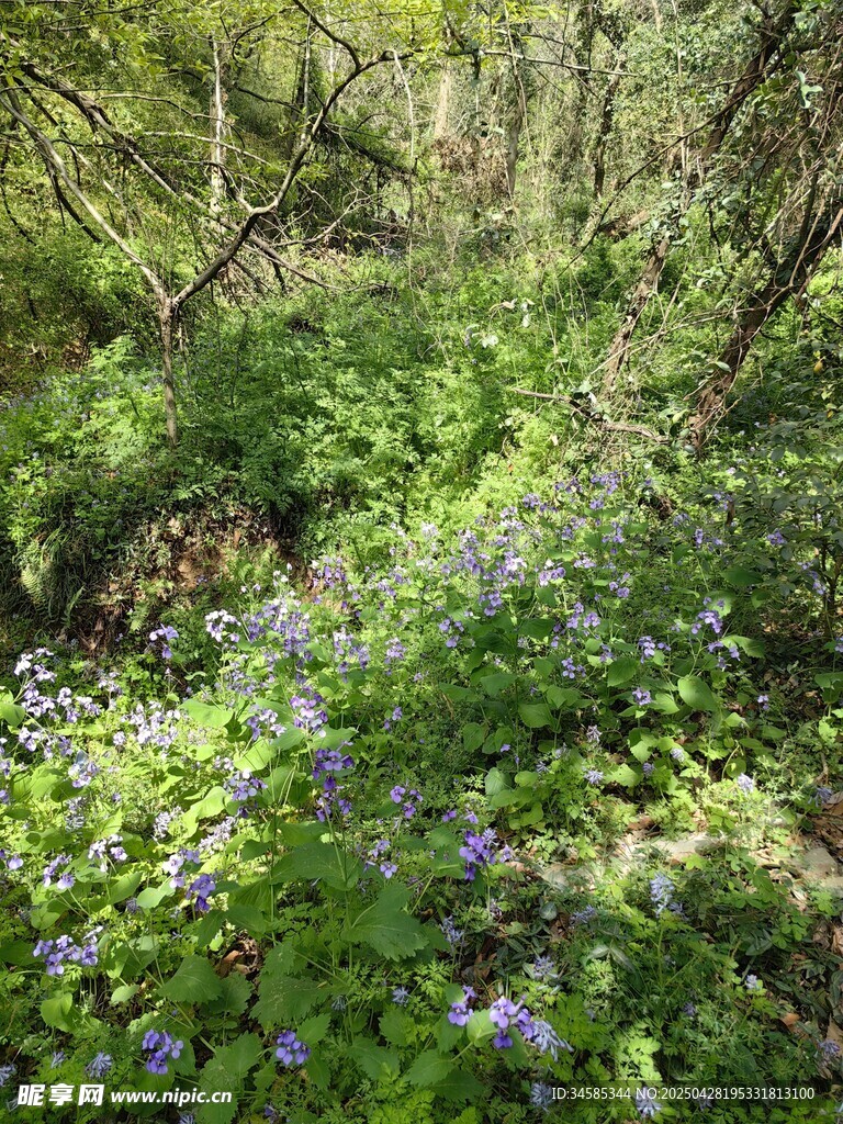 林間藍花綻放的自然美景