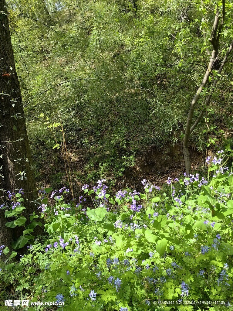 林間藍花綻放的自然美景