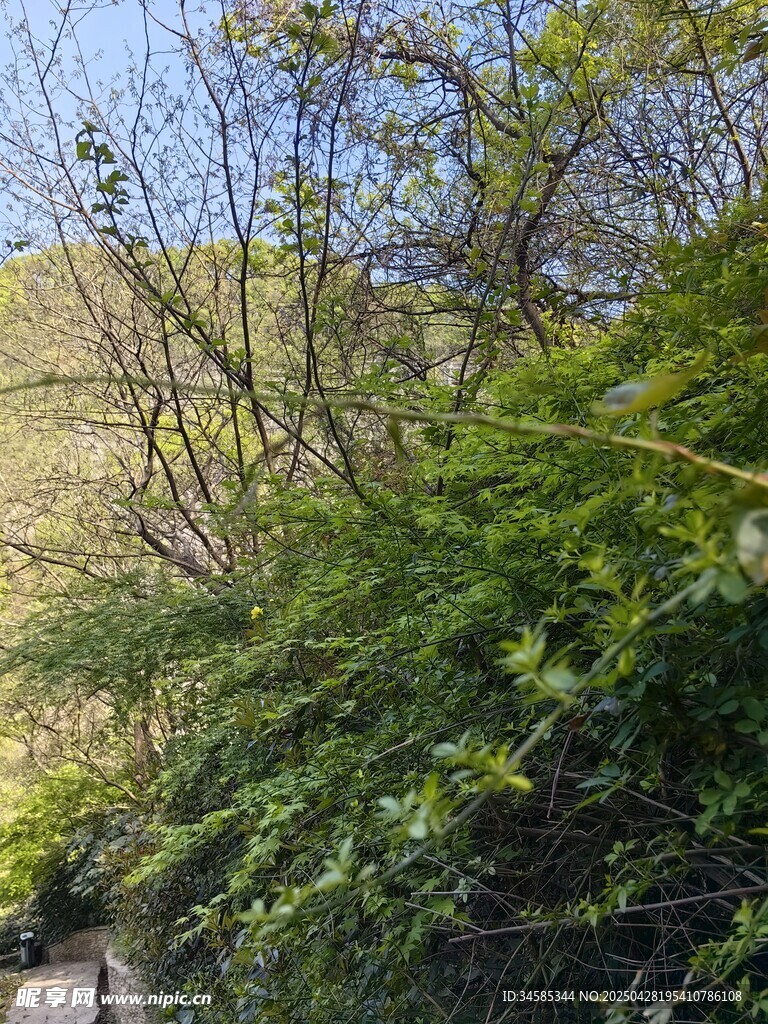 山間繁茂綠植景觀
