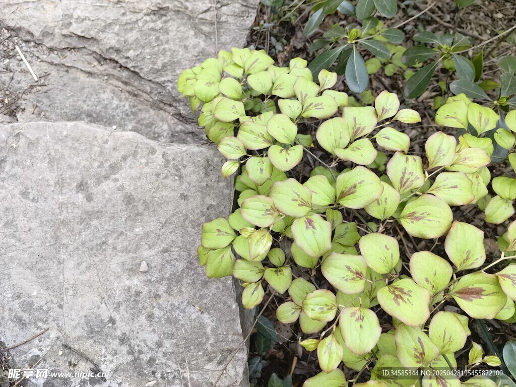 石旁翠綠植物生機盎然