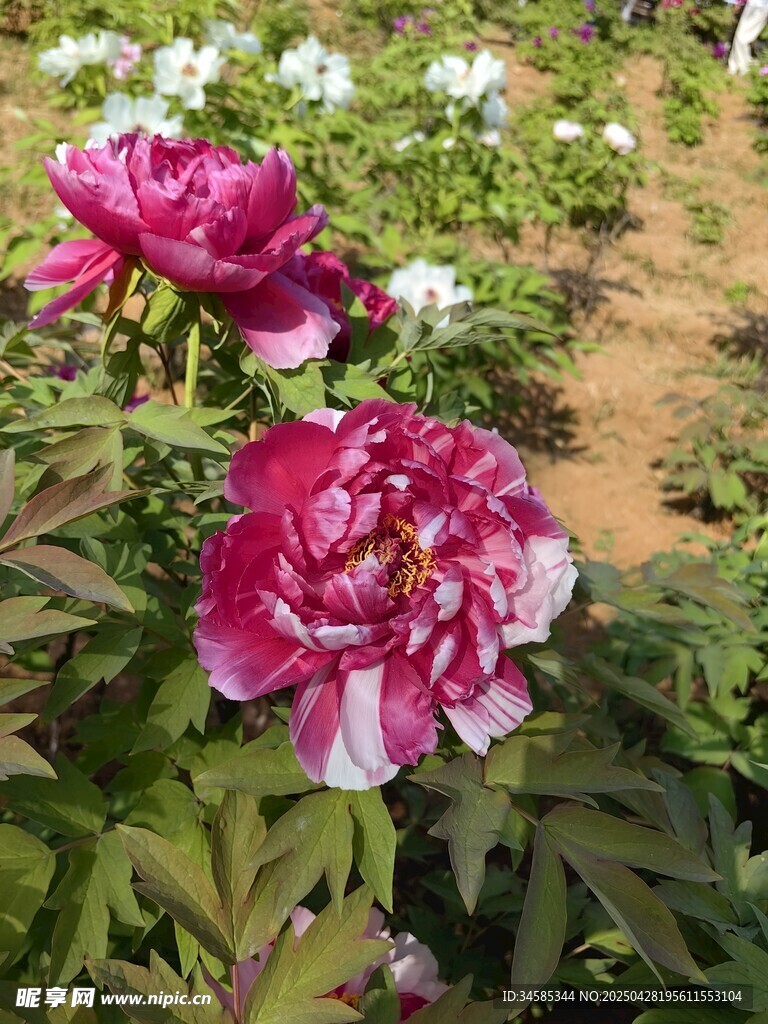 嬌艷盛開的雙色牡丹花