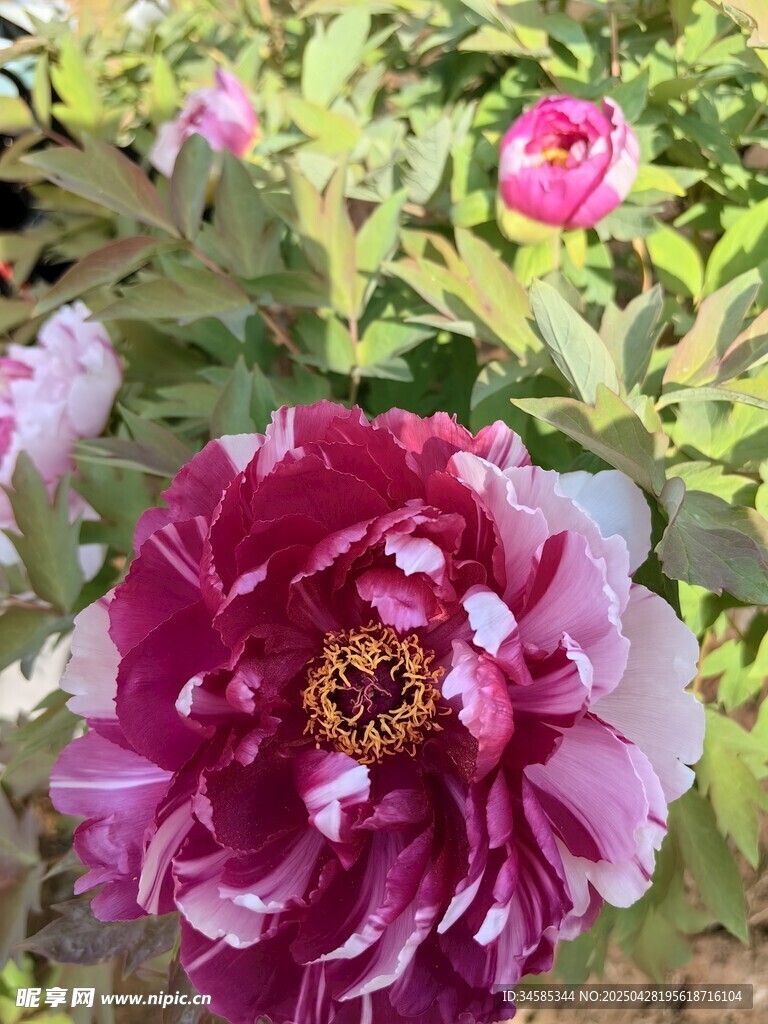 嬌艷盛開(kāi)的紫紅色牡丹花