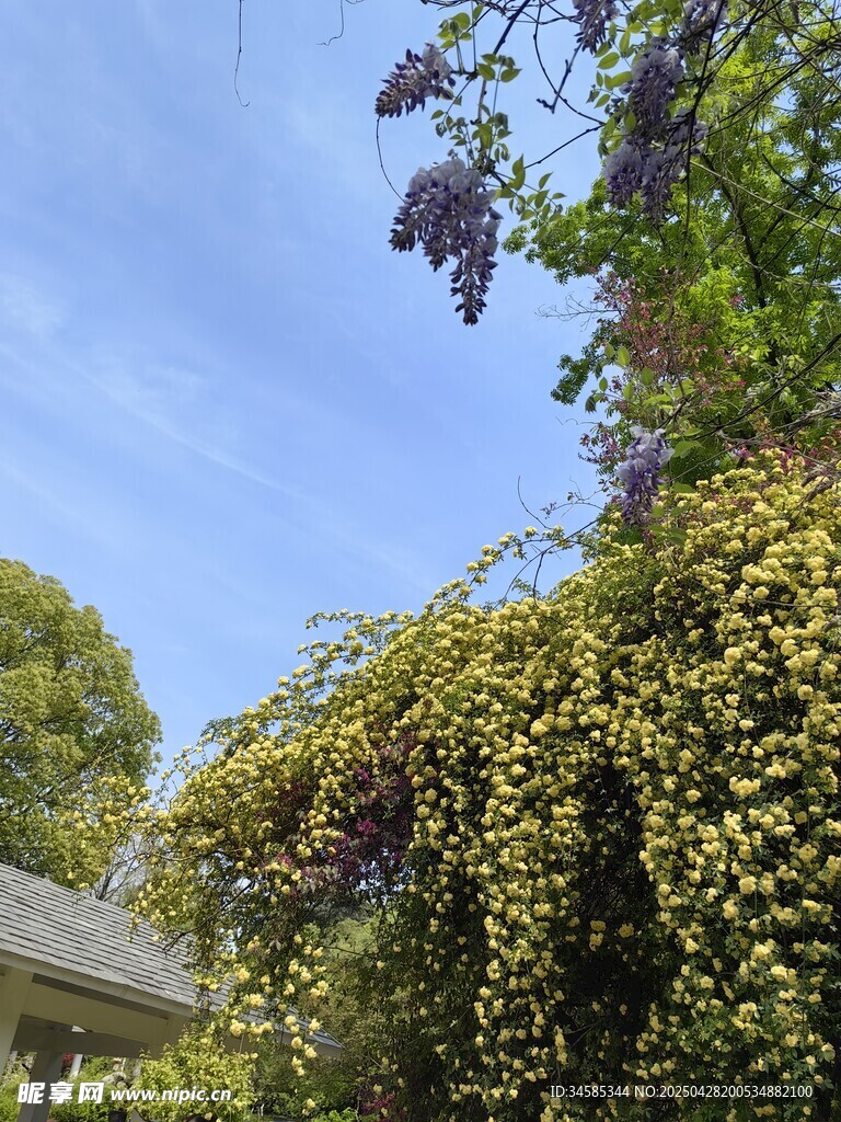 藍天綠葉下的繁茂植物
