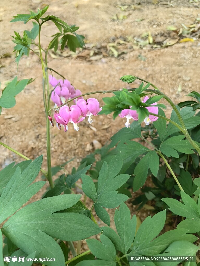 野外綻放的紫色小花