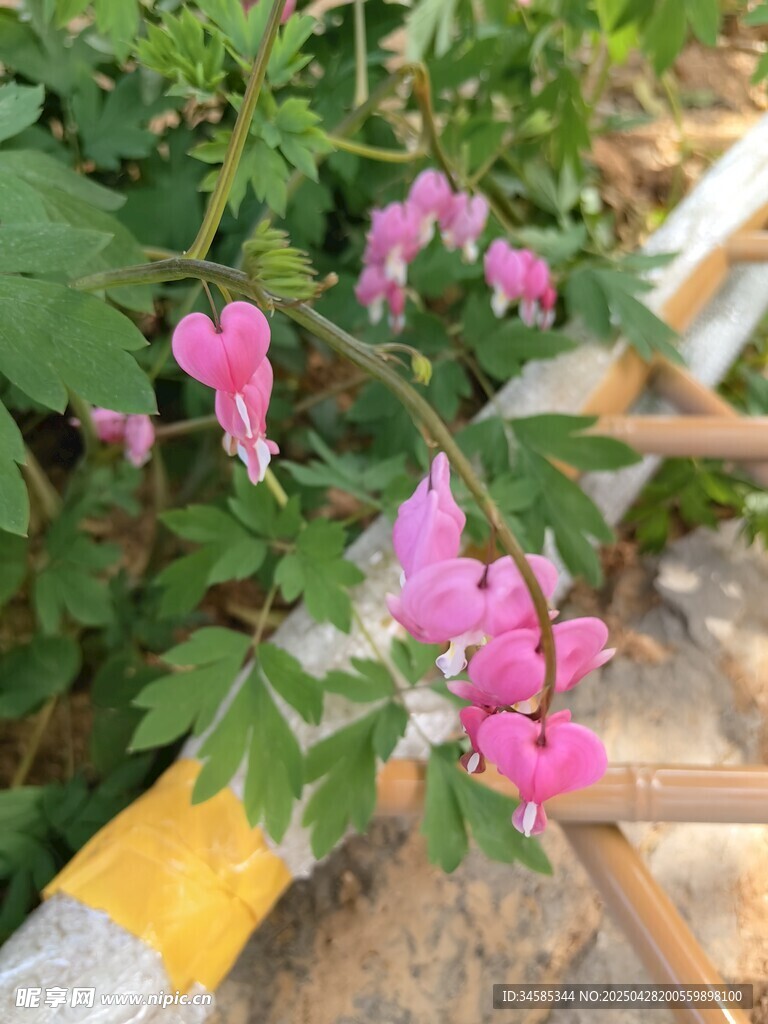 粉色小花綻放于綠葉間