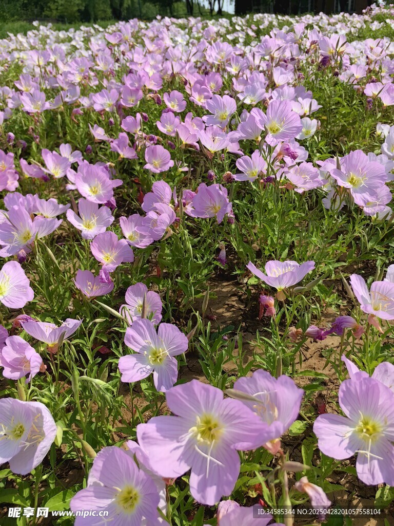 浪漫粉花綻放的美麗花田