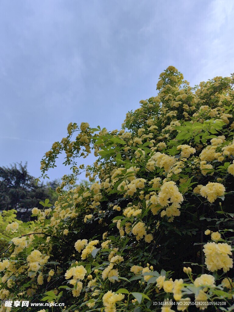 繁茂綠植映藍天
