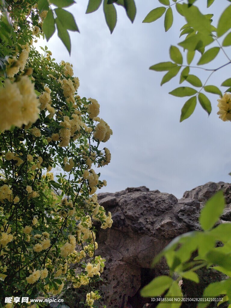 枝頭繁花綠葉映山石