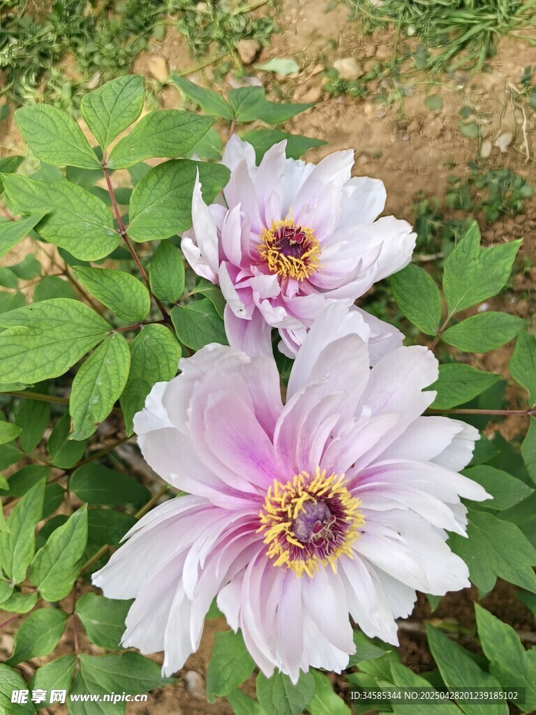 兩朵嬌艷盛開的牡丹花