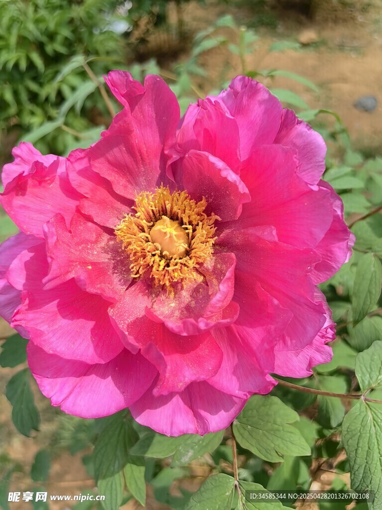 嬌艷盛開的粉色牡丹花