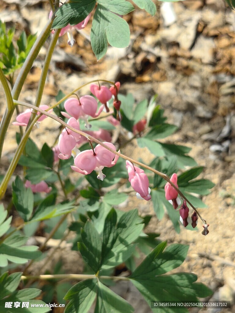 嬌艷粉色花朵綻放綠葉間