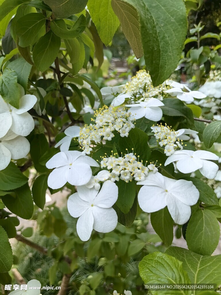 白色繡球花綻放綠葉間