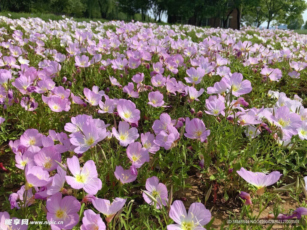 浪漫紫色花海綻放