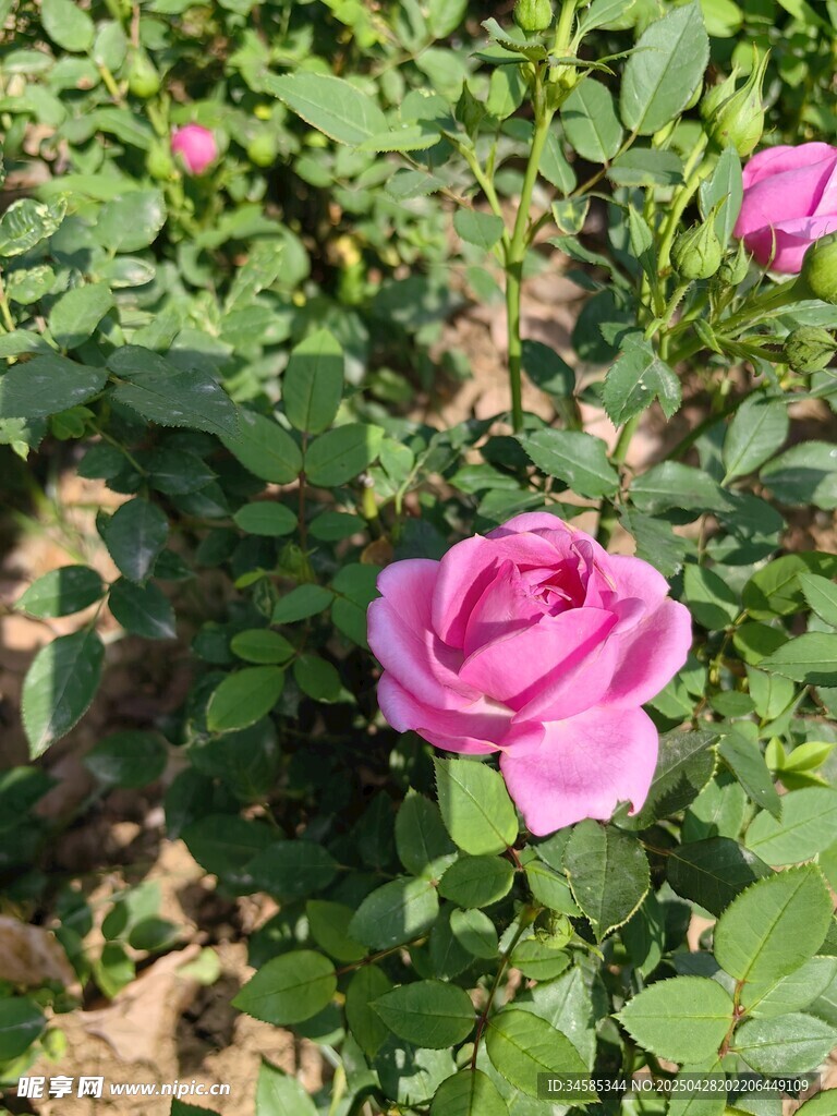 嬌艷粉色玫瑰綻放于綠葉間
