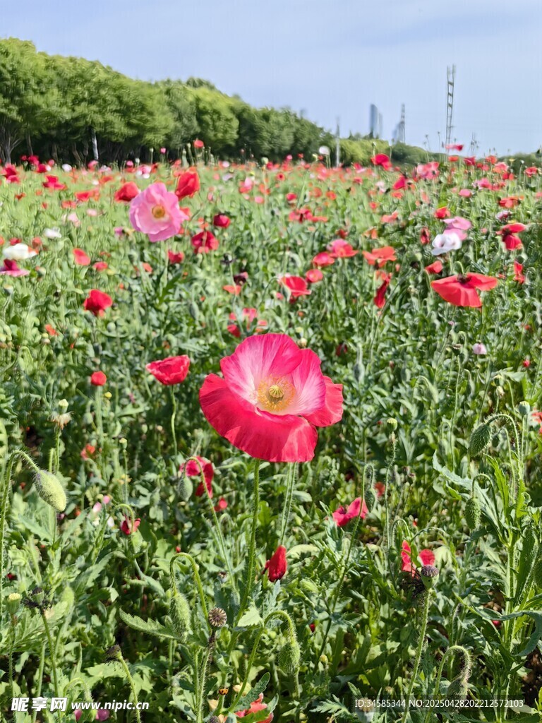 絢爛虞美人花田美景