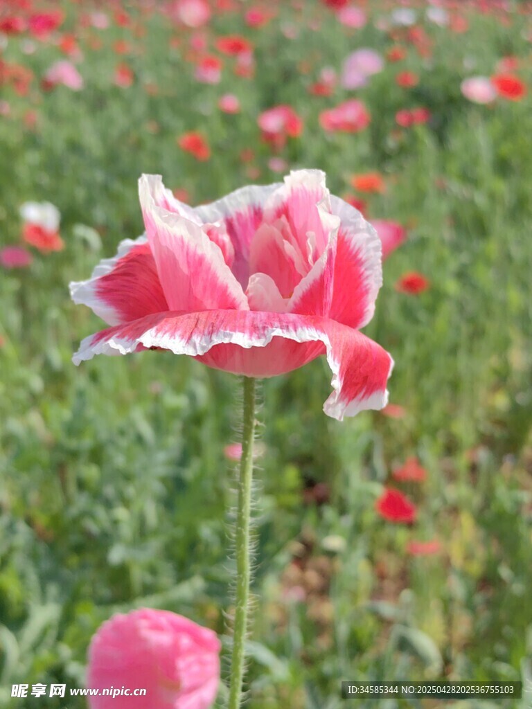 虞美人綻放于綠野