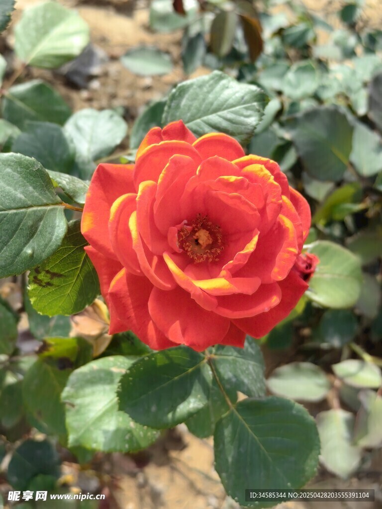 艷麗紅玫瑰綻放