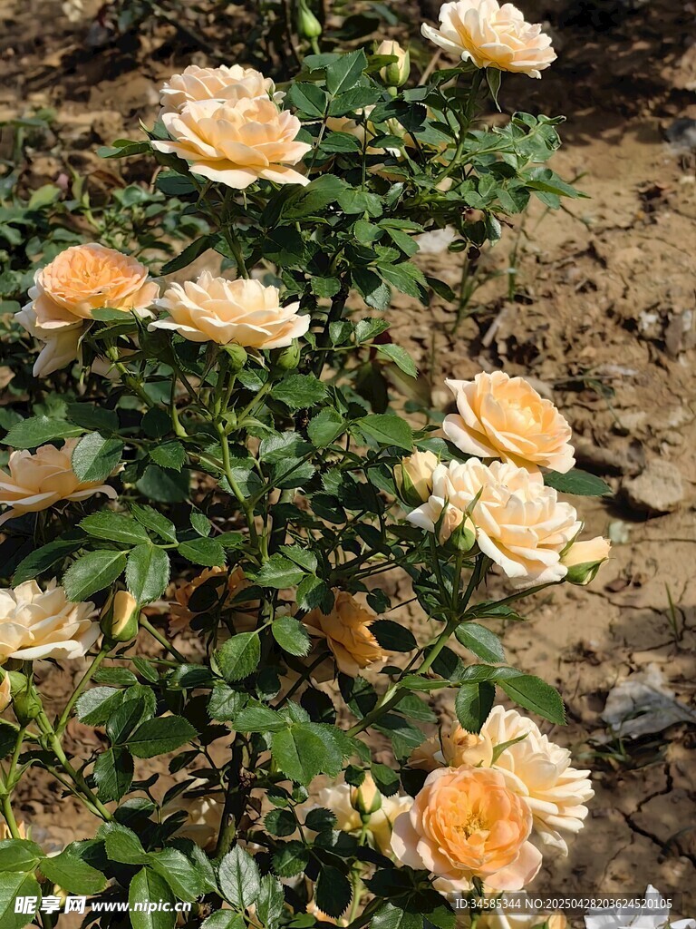 黃玫瑰綻放于綠植間