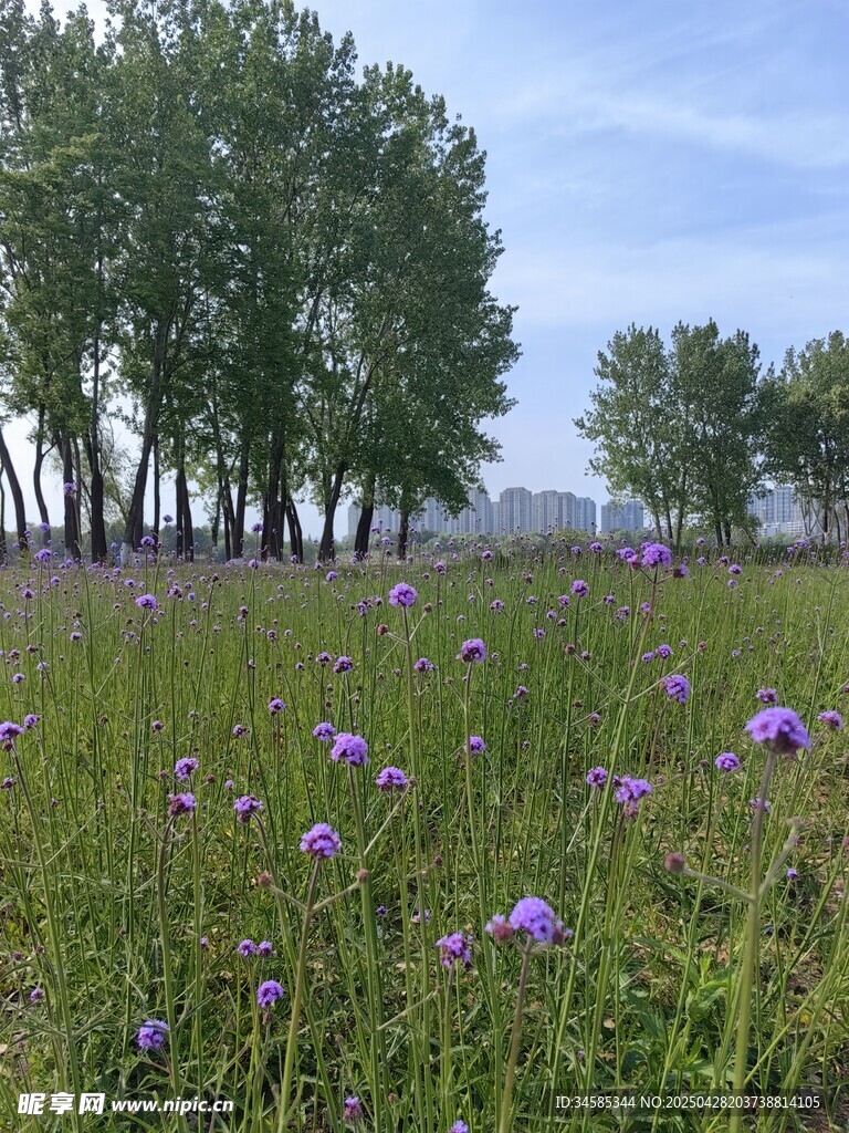 紫色花海與綠樹相映成趣