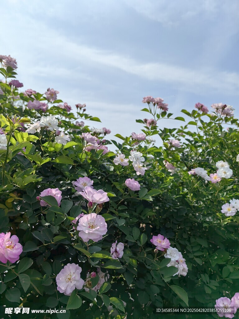 繁花盛開的浪漫景致