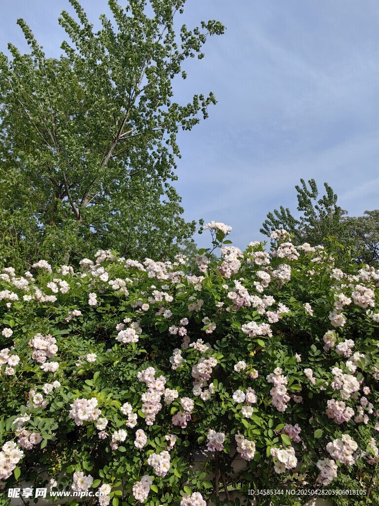 繁茂盛開(kāi)的白色花叢