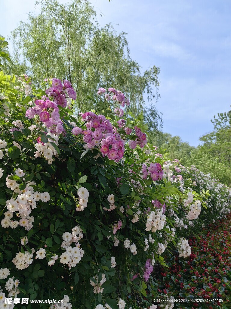 繁花盛開的美麗植物景觀