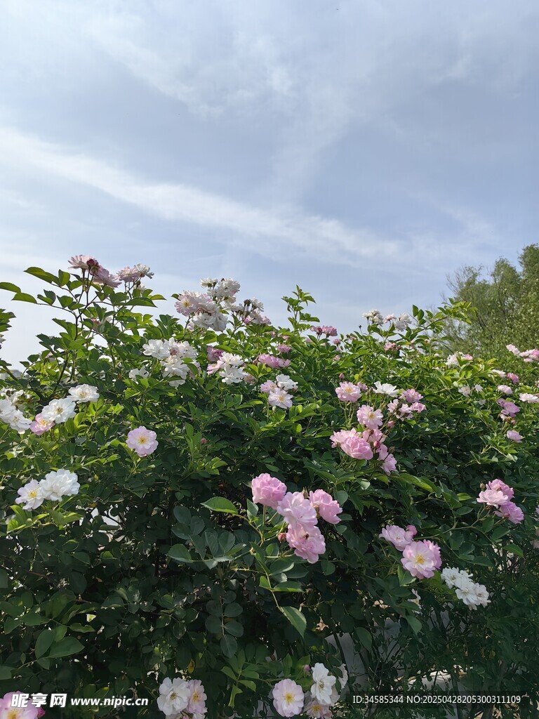 繁花盛開的浪漫花叢