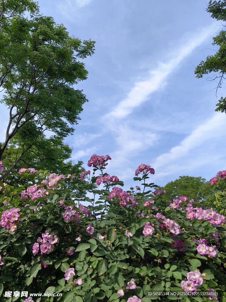 繁花綠樹間的晴朗天空
